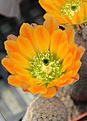 Нажмите на изображение для увеличения.

Название:	IMG_2026.JPG
Просмотров:	202
Размер:	193.2 Кб
ID:	333900