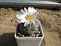 Нажмите на изображение для увеличения.

Название:	Thelocactus_Hexaedrophorus_2013.06_2_800.jpg
Просмотров:	176
Размер:	245.5 Кб
ID:	333905