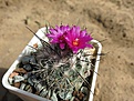 Нажмите на изображение для увеличения.

Название:	Turbinicarpus_Viereckii_2013.06_1_800.jpg
Просмотров:	178
Размер:	237.8 Кб
ID:	333906