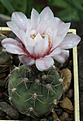 Нажмите на изображение для увеличения.

Название:	Gymnocalycium_ferrari.jpg
Просмотров:	133
Размер:	180.4 Кб
ID:	333912