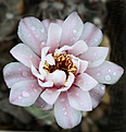 Нажмите на изображение для увеличения.

Название:	Gymnocalycium_ferrari+.jpg
Просмотров:	147
Размер:	236.9 Кб
ID:	333913