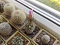 Нажмите на изображение для увеличения.

Название:	Turbinicarpus_lausseri_03062013918.jpg
Просмотров:	174
Размер:	196.1 Кб
ID:	333923