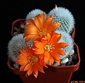 Нажмите на изображение для увеличения.

Название:	Rebutia muscula.JPG
Просмотров:	182
Размер:	159.5 Кб
ID:	333932