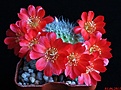 Нажмите на изображение для увеличения.

Название:	Rebutia senilis.JPG
Просмотров:	173
Размер:	187.5 Кб
ID:	333933
