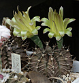 Нажмите на изображение для увеличения.

Название:	Gymnocalycium_mihanovichii_LB2196.jpg
Просмотров:	260
Размер:	186.6 Кб
ID:	333939