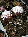 Нажмите на изображение для увеличения.

Название:	Gymnocalycium_fridrichii.jpg
Просмотров:	269
Размер:	223.0 Кб
ID:	333940