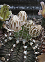 Нажмите на изображение для увеличения.

Название:	Gymnocalycium_fridrichii_moserianum_LB2203.jpg
Просмотров:	223
Размер:	153.1 Кб
ID:	333941