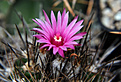 Нажмите на изображение для увеличения.

Название:	Pyrrhocactus_taltalensis.jpg
Просмотров:	148
Размер:	115.2 Кб
ID:	333989