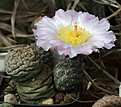 Нажмите на изображение для увеличения.

Название:	Tephrocactus_geometricus_Fiambala.jpg
Просмотров:	159
Размер:	183.9 Кб
ID:	334013