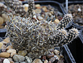 Нажмите на изображение для увеличения.

Название:	Pterocactus_fischeri_VV09_Zapala.jpg
Просмотров:	155
Размер:	222.4 Кб
ID:	334016
