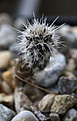 Нажмите на изображение для увеличения.

Название:	Pterocactus_fischeri_VV012_Ruta_Ranguil.jpg
Просмотров:	164
Размер:	230.9 Кб
ID:	334017