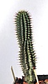 Нажмите на изображение для увеличения.

Название:	Hoodia parviflora_2y_13.10.12.jpg
Просмотров:	221
Размер:	62.6 Кб
ID:	334032