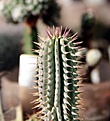 Нажмите на изображение для увеличения.

Название:	Hoodia parviflora_2y_10.12.jpg
Просмотров:	221
Размер:	89.0 Кб
ID:	334033