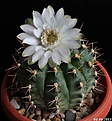 Нажмите на изображение для увеличения.

Название:	Gymnocalycium anisitsii hybr.JPG
Просмотров:	113
Размер:	146.4 Кб
ID:	334037