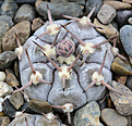 Нажмите на изображение для увеличения.

Название:	Gymnocalycium_glaucum_KF93-196-634c.jpg
Просмотров:	135
Размер:	195.3 Кб
ID:	334042