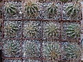 Нажмите на изображение для увеличения.

Название:	Echinopsis leucantha.JPG
Просмотров:	148
Размер:	265.1 Кб
ID:	334052