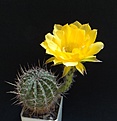 Нажмите на изображение для увеличения.

Название:	Echinopsis hybr.*L.arachnacantha.JPG
Просмотров:	178
Размер:	166.4 Кб
ID:	334059