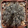 Нажмите на изображение для увеличения.

Название:	G.stellatum ssp.zantnerianum VG541.JPG
Просмотров:	221
Размер:	249.0 Кб
ID:	334065