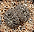 Нажмите на изображение для увеличения.

Название:	G.stellatum v.obductum VG549.JPG
Просмотров:	225
Размер:	245.5 Кб
ID:	334069