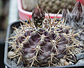 Нажмите на изображение для увеличения.

Название:	Neochilenia_curvispina_andicola_molensis_KK.jpg
Просмотров:	129
Размер:	232.6 Кб
ID:	334080