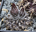Нажмите на изображение для увеличения.

Название:	Pyrrhocactus_totoralensis_WM138.jpg
Просмотров:	136
Размер:	202.7 Кб
ID:	334082