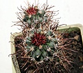 Нажмите на изображение для увеличения.

Название:	Sclerocactus parviflorus RP135_4y_5.13.jpg
Просмотров:	337
Размер:	128.5 Кб
ID:	334083