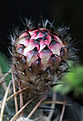 Нажмите на изображение для увеличения.

Название:	Acanthocalycium_munitum_DH10.jpg
Просмотров:	132
Размер:	213.1 Кб
ID:	334084