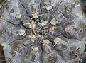 Нажмите на изображение для увеличения.

Название:	Gymnocalycium_prochazkianum_VG345.jpg
Просмотров:	259
Размер:	225.1 Кб
ID:	334085