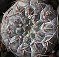 Нажмите на изображение для увеличения.

Название:	Gymnocalycium_riojense_VG664.jpg
Просмотров:	213
Размер:	224.7 Кб
ID:	334086