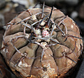 Нажмите на изображение для увеличения.

Название:	Gymnocalycium_riojense_VG671.jpg
Просмотров:	258
Размер:	191.3 Кб
ID:	334087