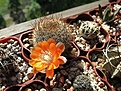 Нажмите на изображение для увеличения.

Название:	Rebutia_Kieslingii_06.2013_3_800.jpg
Просмотров:	172
Размер:	273.0 Кб
ID:	334108