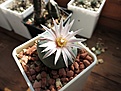 Нажмите на изображение для увеличения.

Название:	lophophora_diffusa_v.Kehresii_06.2013_1_800.jpg
Просмотров:	178
Размер:	155.6 Кб
ID:	334109