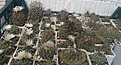Нажмите на изображение для увеличения.

Название:	Klinkerianus.jpg
Просмотров:	182
Размер:	248.5 Кб
ID:	334111