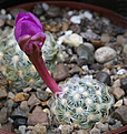 Нажмите на изображение для увеличения.

Название:	Mammillaria_haudeana.jpg
Просмотров:	129
Размер:	192.2 Кб
ID:	334113