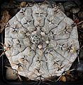 Нажмите на изображение для увеличения.

Название:	Gymnocalycium_esperanzae_VG1242.jpg
Просмотров:	276
Размер:	214.0 Кб
ID:	334114