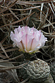 Нажмите на изображение для увеличения.

Название:	Tephrocactus_geometricus_Fiambala.jpg
Просмотров:	138
Размер:	216.2 Кб
ID:	334137