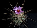 Нажмите на изображение для увеличения.

Название:	Thelocactusrinconensis.jpg
Просмотров:	132
Размер:	107.5 Кб
ID:	334143