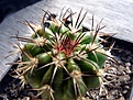 Нажмите на изображение для увеличения.

Название:	Discocactus placentiformis v. minor-horridulus HU357_5.12.JPG
Просмотров:	302
Размер:	138.1 Кб
ID:	334145