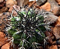Нажмите на изображение для увеличения.

Название:	Discocactus placenti formis v. minor-horridulus HU357_5.131.jpg
Просмотров:	303
Размер:	123.4 Кб
ID:	334146
