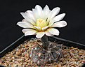 Нажмите на изображение для увеличения.

Название:	Gymnocalycium_borthii_nogolense.jpg
Просмотров:	180
Размер:	175.0 Кб
ID:	334161