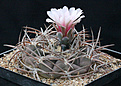Нажмите на изображение для увеличения.

Название:	Gymnocalycium_catamarcense_montanum.jpg
Просмотров:	175
Размер:	228.7 Кб
ID:	334162