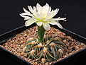 Нажмите на изображение для увеличения.

Название:	Gymnocalycium_denudatum_MM418.jpg
Просмотров:	172
Размер:	190.9 Кб
ID:	334163