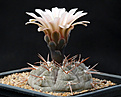 Нажмите на изображение для увеличения.

Название:	Gymnocalycium_glaucum_VS48.jpg
Просмотров:	140
Размер:	177.6 Кб
ID:	334164