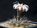 Нажмите на изображение для увеличения.

Название:	Gymnocalycium_sp_aff_ochoterenae.jpg
Просмотров:	179
Размер:	174.5 Кб
ID:	334165