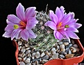Нажмите на изображение для увеличения.

Название:	Mammillaria boolii..JPG
Просмотров:	171
Размер:	170.8 Кб
ID:	334166