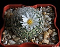 Нажмите на изображение для увеличения.

Название:	Mammillaria lenta.jpg
Просмотров:	178
Размер:	147.5 Кб
ID:	334176