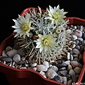 Нажмите на изображение для увеличения.

Название:	Mammillaria duwei..JPG
Просмотров:	171
Размер:	153.3 Кб
ID:	334177