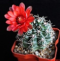 Нажмите на изображение для увеличения.

Название:	Gymnocalycium baldianum.JPG
Просмотров:	182
Размер:	243.6 Кб
ID:	334179