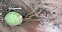 Нажмите на изображение для увеличения.

Название:	Pseudolithos eilensis_Roots_8.12.JPG
Просмотров:	221
Размер:	130.9 Кб
ID:	334189