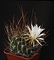 Нажмите на изображение для увеличения.

Название:	Echinopsis_ferox_longispina_IMG_1652.jpg
Просмотров:	174
Размер:	104.3 Кб
ID:	334191